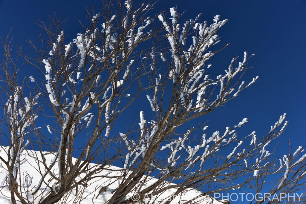 晴天に映える冬の木々